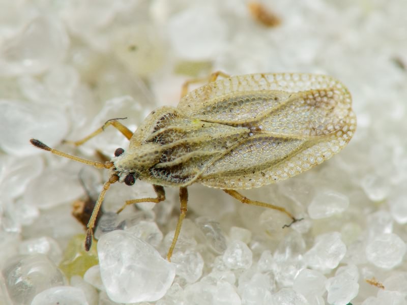 Elasmotropis testacea (Herrich-Schäffer, 1830)